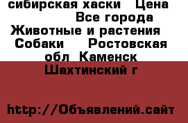 l: сибирская хаски › Цена ­ 10 000 - Все города Животные и растения » Собаки   . Ростовская обл.,Каменск-Шахтинский г.